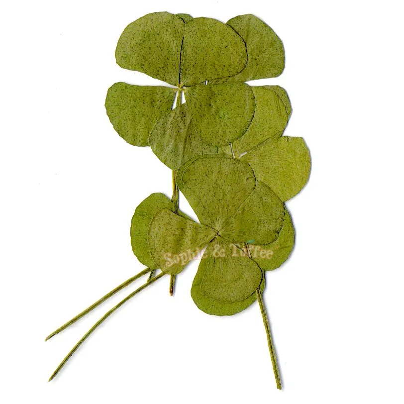 Clover Leaf Pressed Real Dried Leaves (6 pieces)